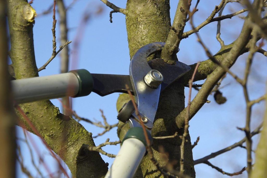 Tree Pruning