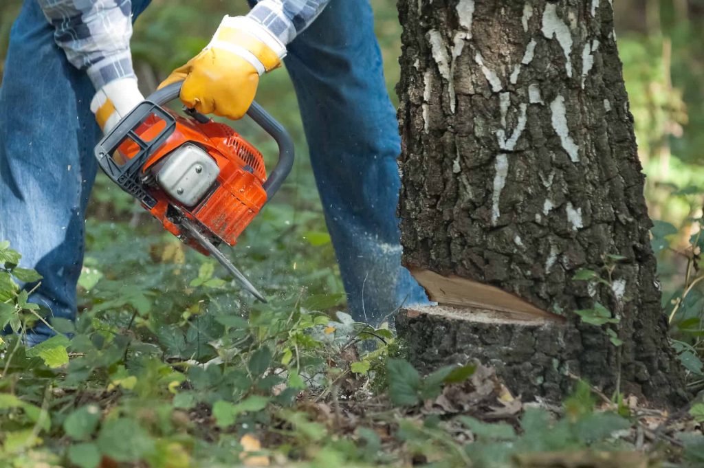 Tree Removal